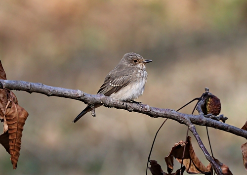 Spotted Flycatcher