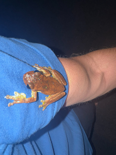Tyler's Laughing Tree Frog