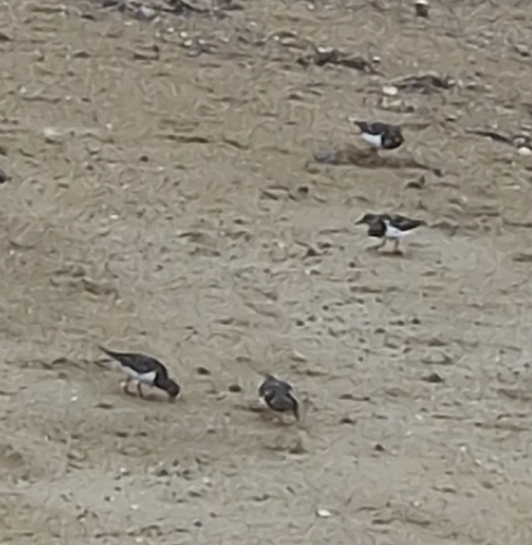 Ruddy Turnstone
