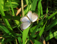 Pseudozizeeria maha