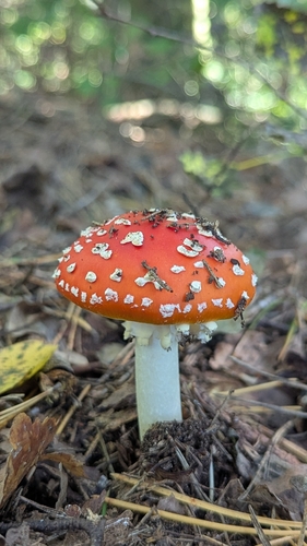 Fly Agaric