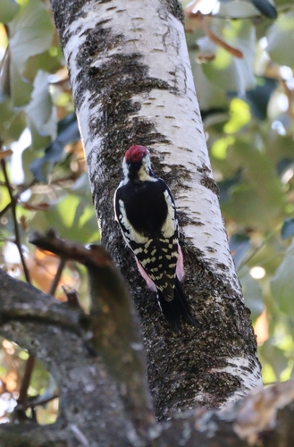 Middle Spotted Woodpecker