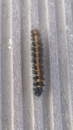 Fox Moth