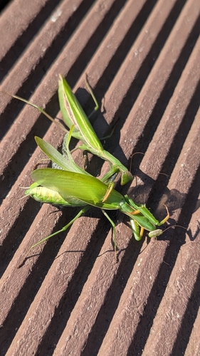 European Mantis