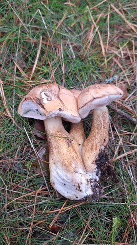 Bitter Bolete