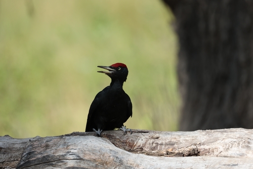 Black Woodpecker
