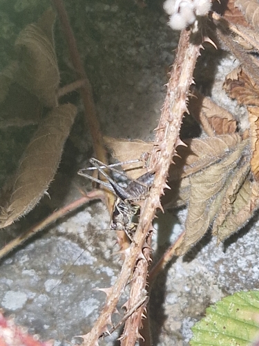 Dark Bush-cricket