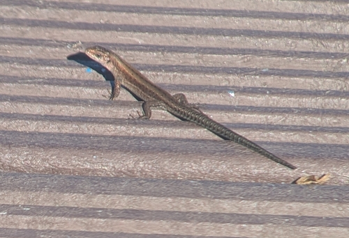 Viviparous Lizard