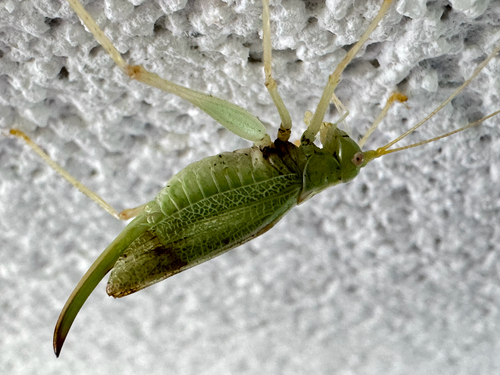 Oak Bush-cricket