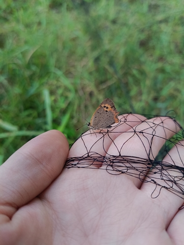 Small Copper