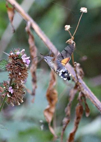 Eurasian Hummingbird Hawkmoth