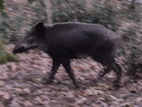 Cinghiale