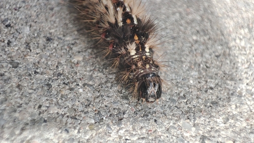 Knot Grass Moth