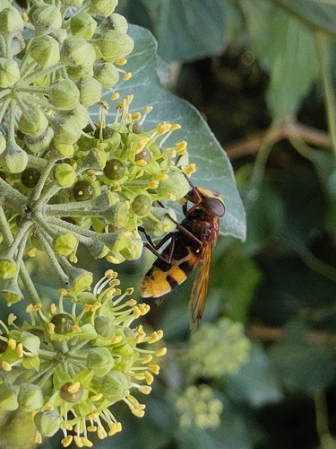 Hornet Mimic Hover Fly