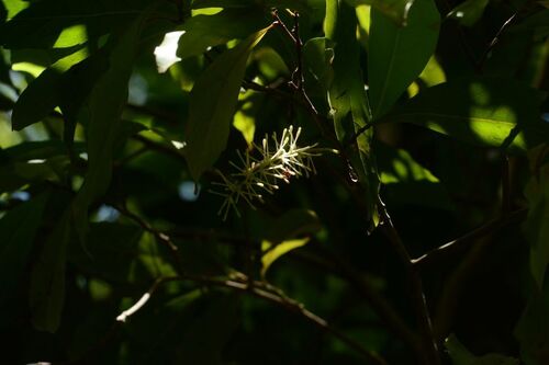 Helicia australasica observed 2026-09-19