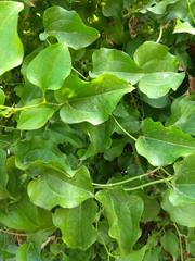 Smilax excelsa