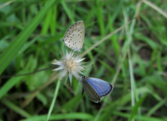 Pseudozizeeria maha