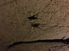 Hadenoecus subterraneus