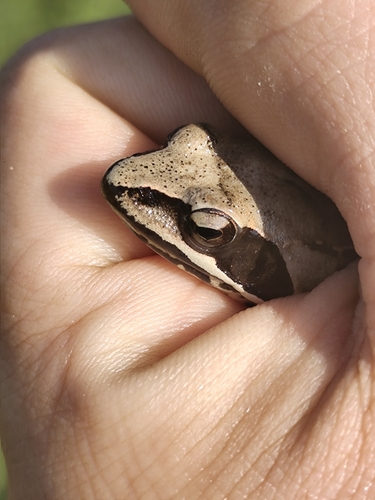 Agile Frog