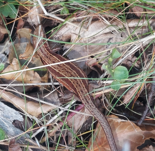Viviparous Lizard
