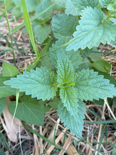 great stinging nettle