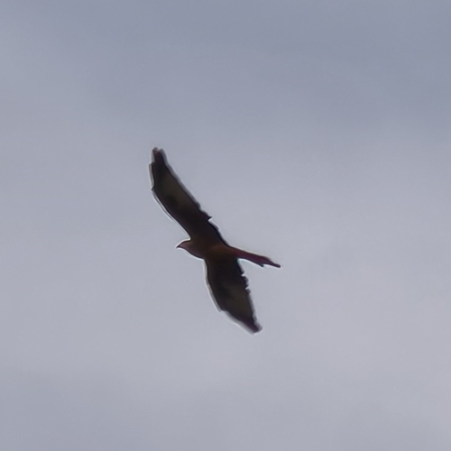 Red Kite