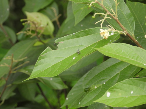 Microcos paniculata, photograph 2