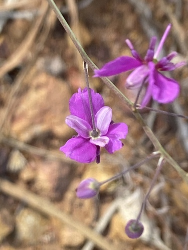 Arthropodium dyeri
