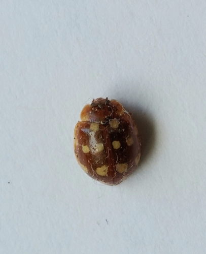 Cream-spotted Ladybird