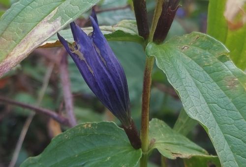 willow gentian