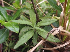 Senecio minimus