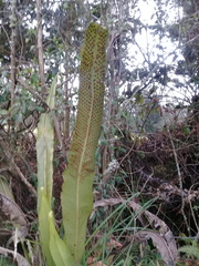 Niphidium albopunctatissimum
