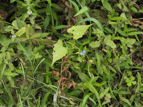 Mikania micrantha, photograph 1