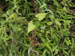 Mikania micrantha, photograph (c) Jared Shorma, some rights reserved (CC BY)