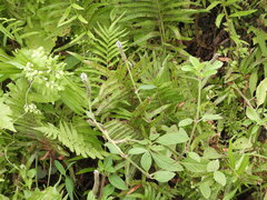 Pogostemon auricularius