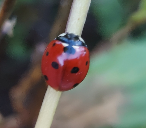 Seven-spotted Lady Beetle