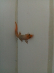 Sphaerodactylus difficilis anthracomus