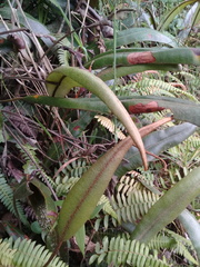 Niphidium albopunctatissimum