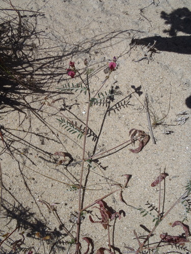 Image of Lessertia diffusa by (c) Nicola van Berkel, some rights reserved (CC BY-SA)