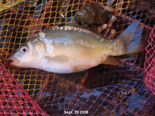 European Carp