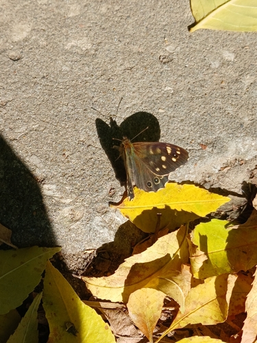 Speckled Wood