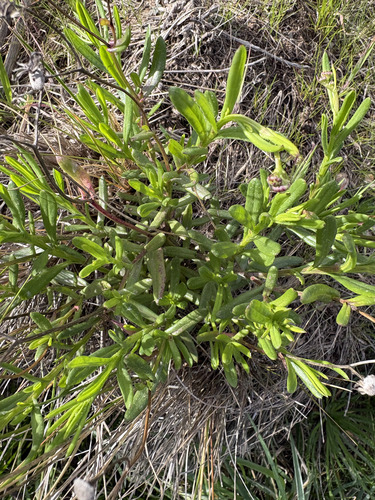 Senecio skirrhodon, photograph 4