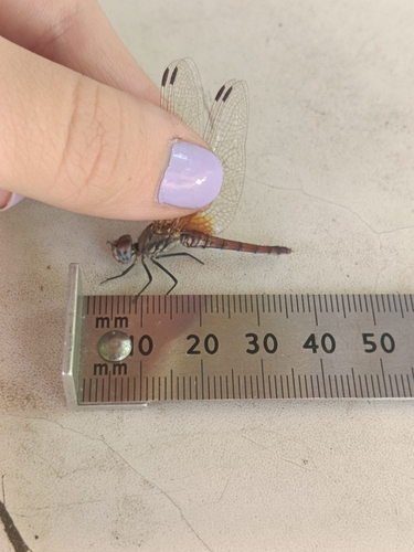 Violet Dropwing