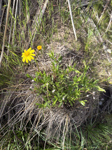 Senecio skirrhodon, photograph 3