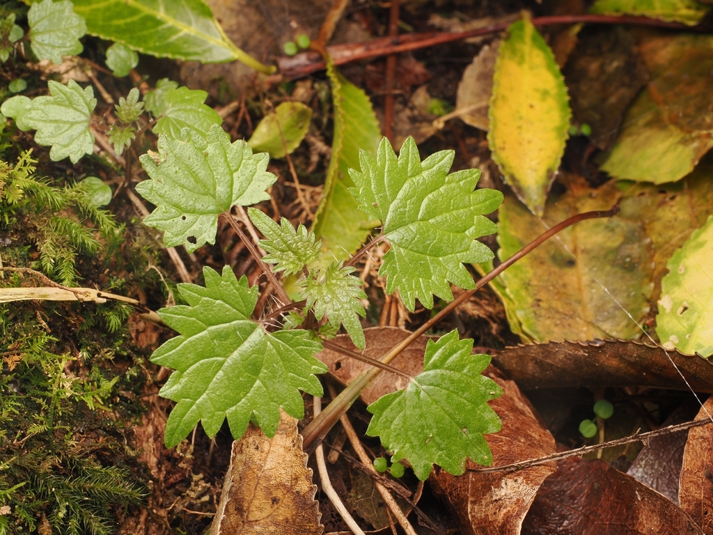 Urtica sykesii; photograph (c) Angus Campbell, some rights reserved (CC BY)