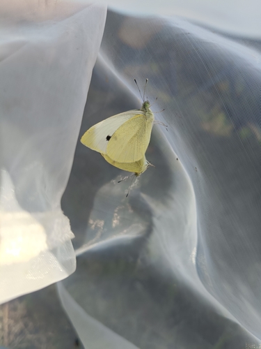 Small White