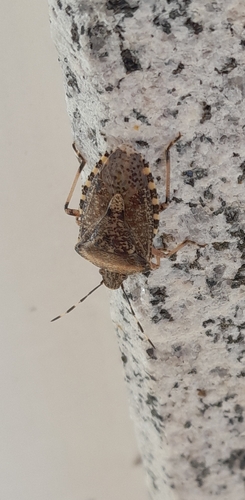 Mottled Stink Bug