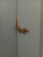 Sphaerodactylus difficilis anthracomus