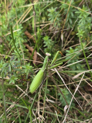European Mantis