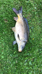 Cyprinus carpio carpio